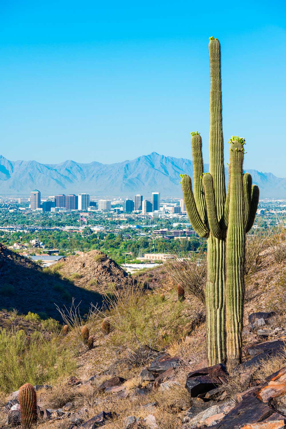 Phoenix Arizona seen from behind a cactus in the desert. This is the home of Scion Phoenix Staffing